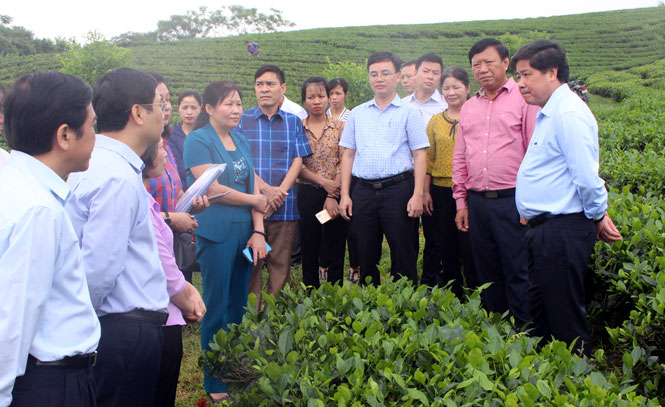 Xây dựng vùng nguyên liệu phải gắn với việc chế biến, tiêu thụ và kiểm soát chất lượng sản phẩm 
