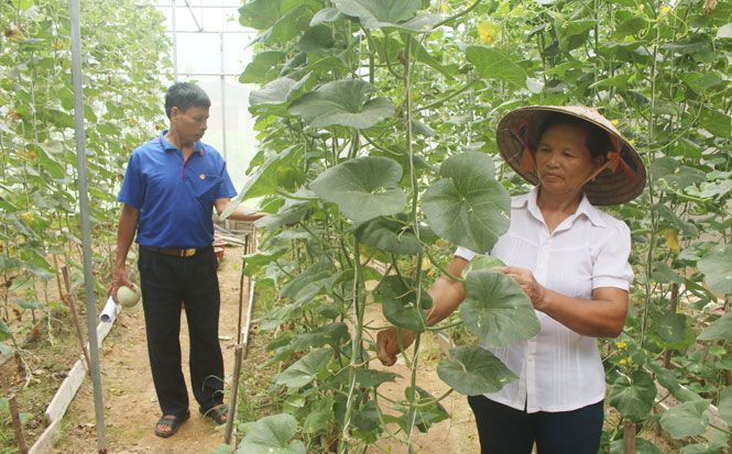 Liên kết để phát triển sản xuất, tiêu thụ nông sản 
