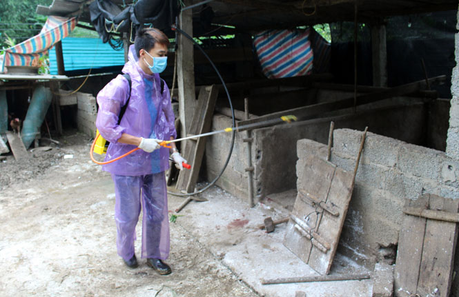 Khẩn cấp ngăn chặn dịch tả lợn châu Phi bùng phát 