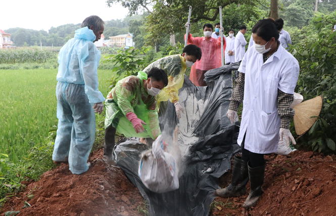Triển khai tích cực các biện pháp dập dịch, không để lây lan ra diện rộng 