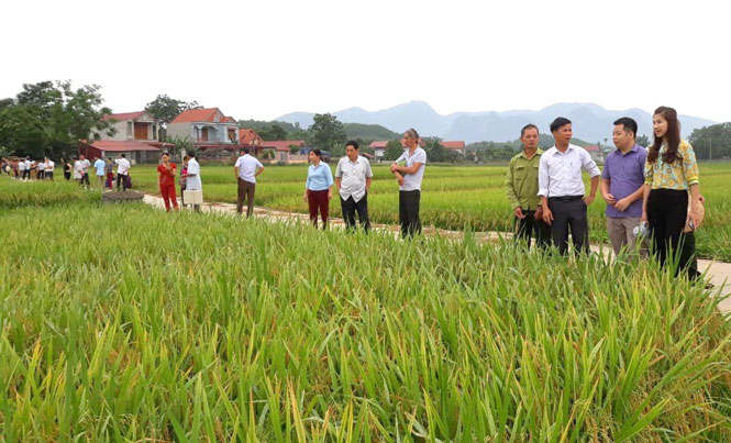 Mô hình “cánh đồng mẫu lớn” đạt hiệu quả cao 