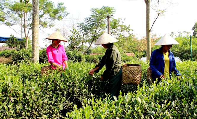 Tăng cường liên kết trong sản xuất chè 