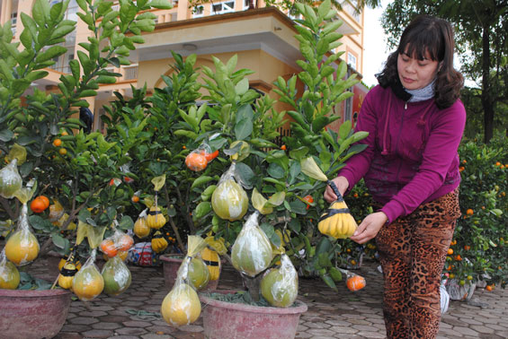 Thú chơi cây cảnh ngày Tết