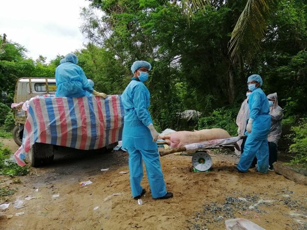 Hướng dẫn tiêu huỷ lợn bị bệnh tả châu Phi bằng phương pháp đốt