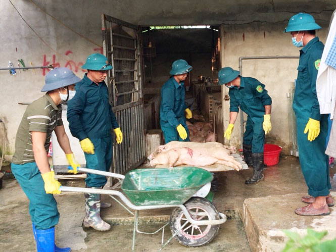 Một ngày cùng với Đội tiêu hủy lợn dịch 