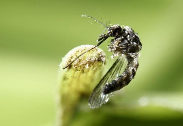Trung Quốc ​phát hiện trường hợp nhiễm virus Zika đầu tiên