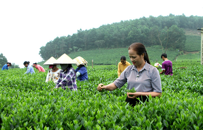 Diệu kỳ tình đoàn kết