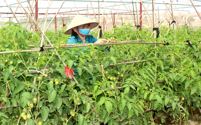 Tạo sinh kế giúp người nghèo vươn lên