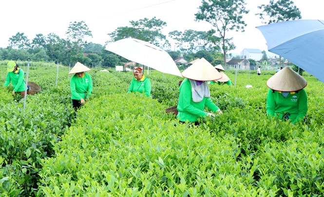 Hỗ trợ phát triển thương hiệu chè Thái Nguyên