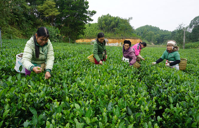 Nâng cao hiệu quả sản xuất chè vụ đông