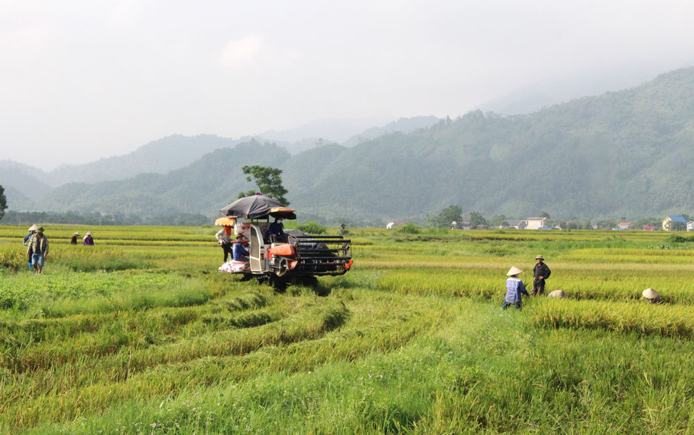 Thêm một mùa vàng bội thu