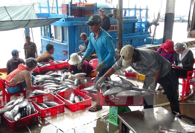 Trúng đậm cá ngừ, ngư dân Khánh Hòa phấn khởi 