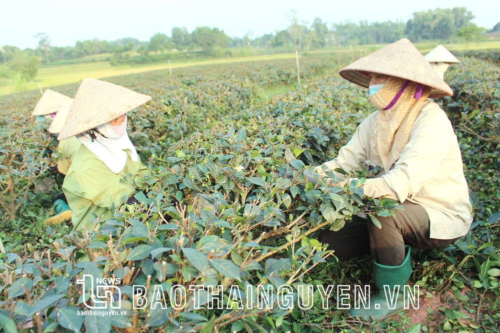 Tân Cương vào vụ chè đông