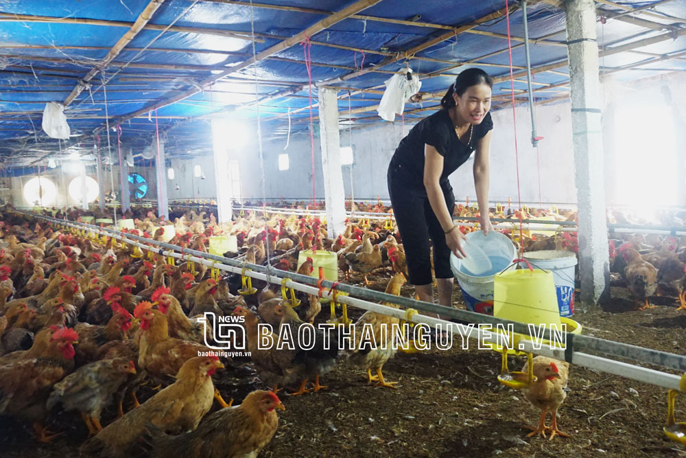 Chủ động phòng, chống dịch cúm gia cầm