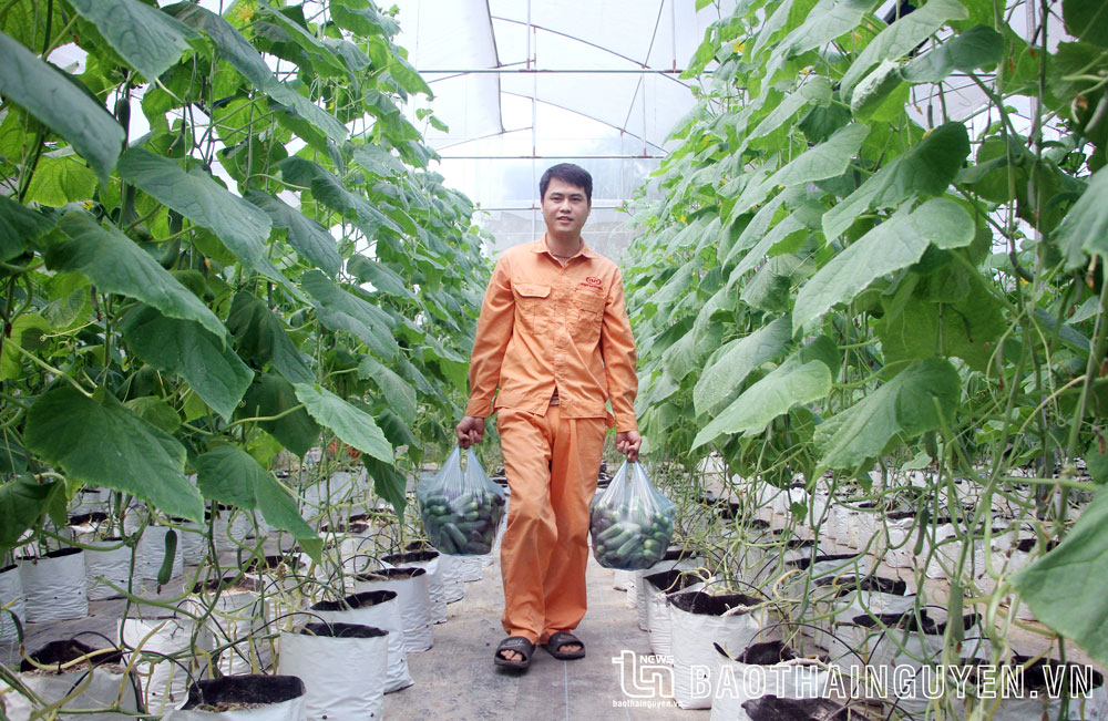 Chuyện về cử nhân trẻ làm giàu từ nghề nông