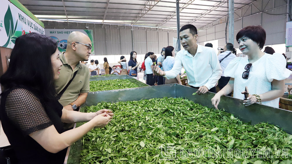 Trải nghiệm xứ trà, đậm đà bản sắc
