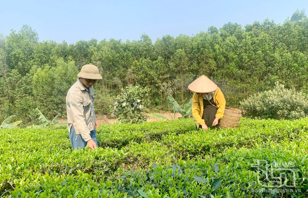 203 tỷ đồng ngân sách địa phương ủy thác cho vay hộ chính sách