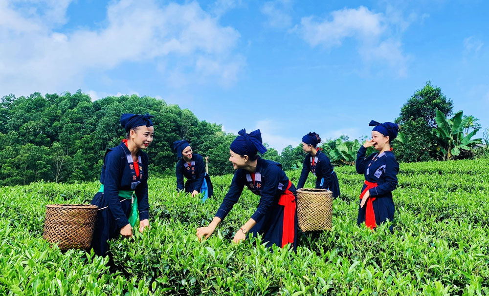 Để chè Phú Lương vươn xa