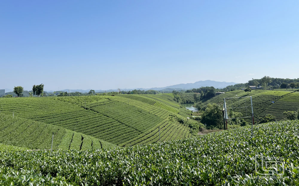 Xanh mát Hoàng Nông