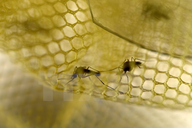 Brazil cấp thuốc ngừa muỗi đốt cho VĐV để ngăn ngừa Zika
