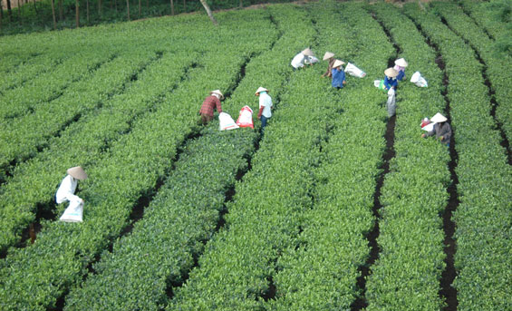 Dồn sức xây dựng nông thôn mới