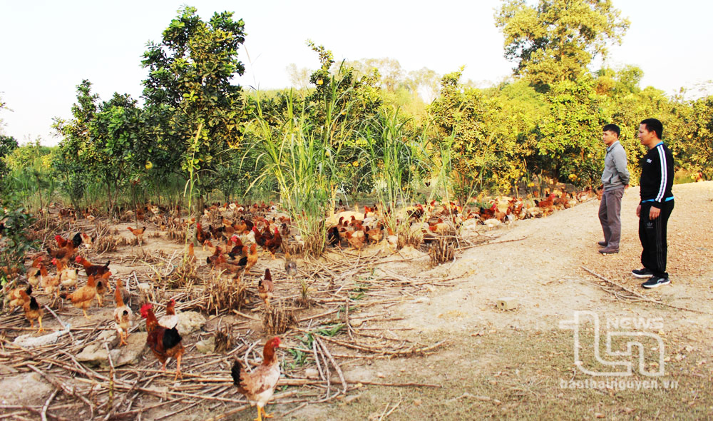 Gà đồi Phú Bình vào vụ Tết