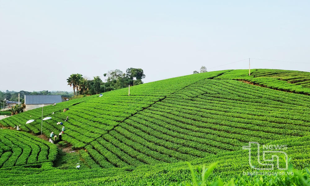 Bắt kịp xu hướng nông nghiệp hữu cơ