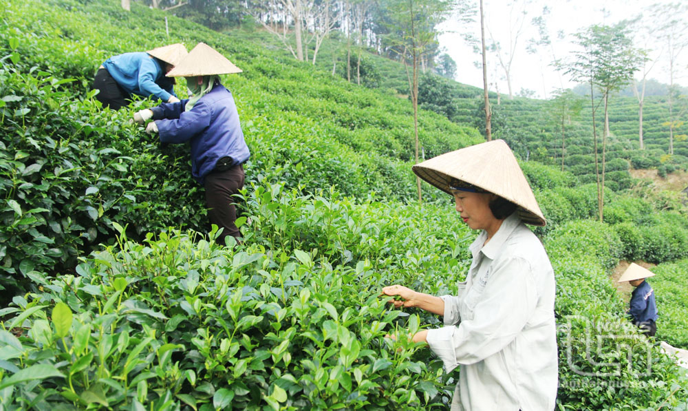 Thái Nguyên: 4 sản phẩm được đăng ký bảo hộ quyền sở hữu trí tuệ