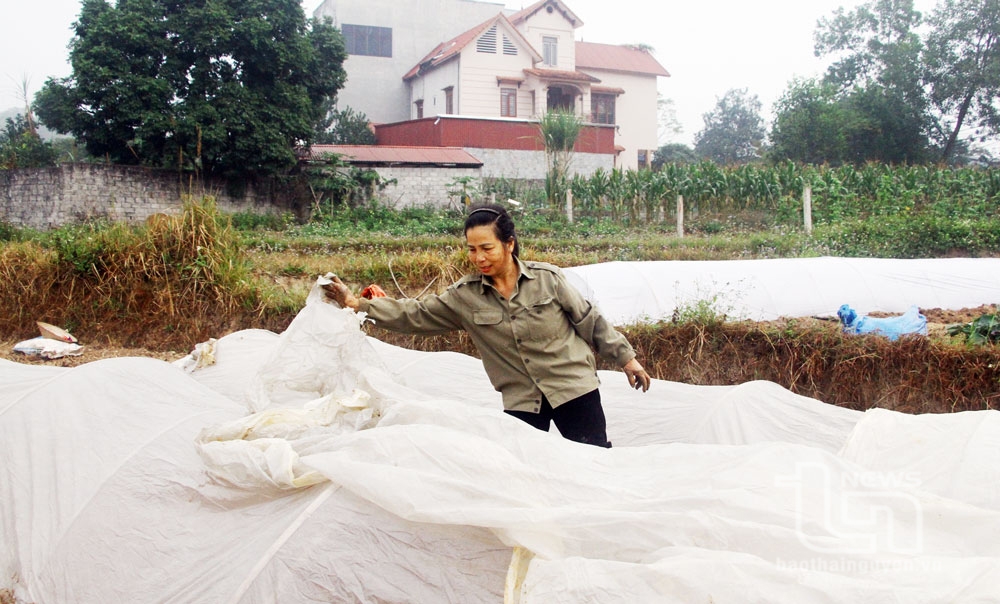 Bảo vệ cây trồng, vật nuôi trong giá rét
