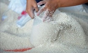 Hơn 12.700 tấn gạo dự trữ quốc gia hỗ trợ cho người dân dịp Tết và giáp hạt