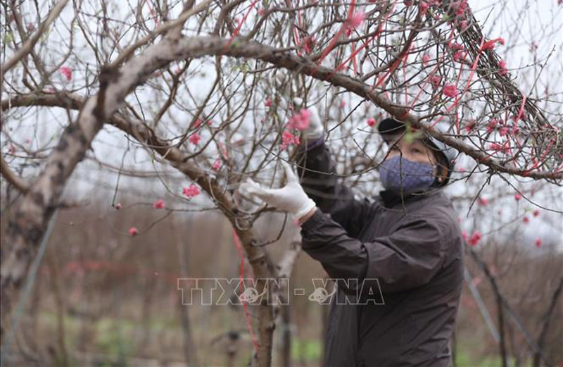 Tết Nguyên đán Giáp Thìn 2024: Bắc Bộ có mưa, trời rét, Nam Bộ nắng nóng