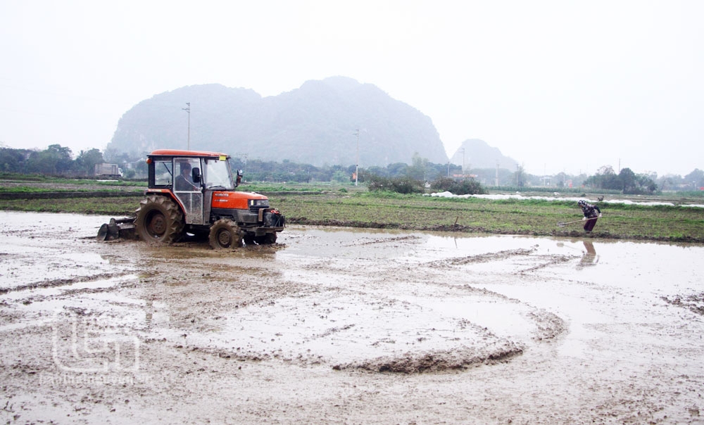 Nô nức xuống đồng đầu Xuân