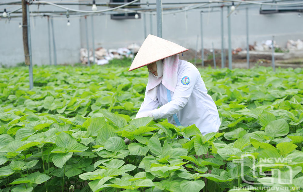 TP. Phổ Yên: Xây dựng 11 mô hình nông nghiệp gắn với chuyển đổi số