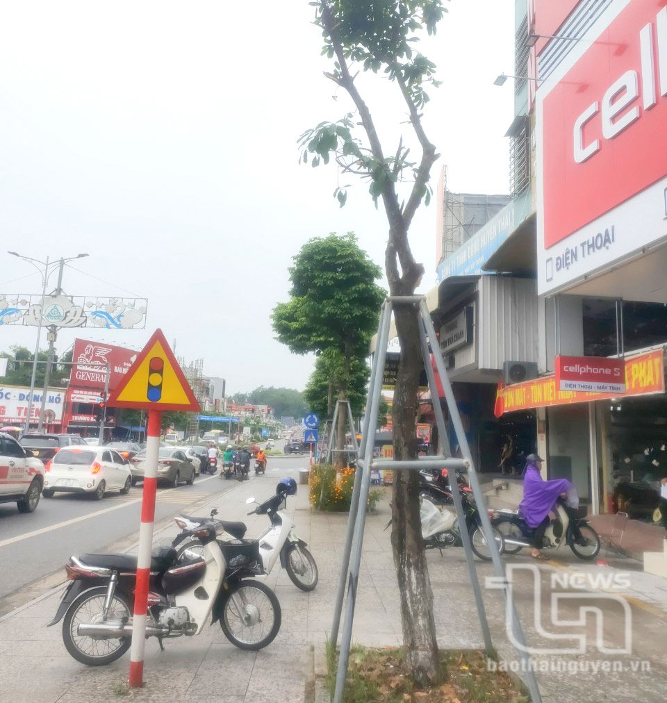 Làm rõ việc phá hoại cây xanh đô thị 