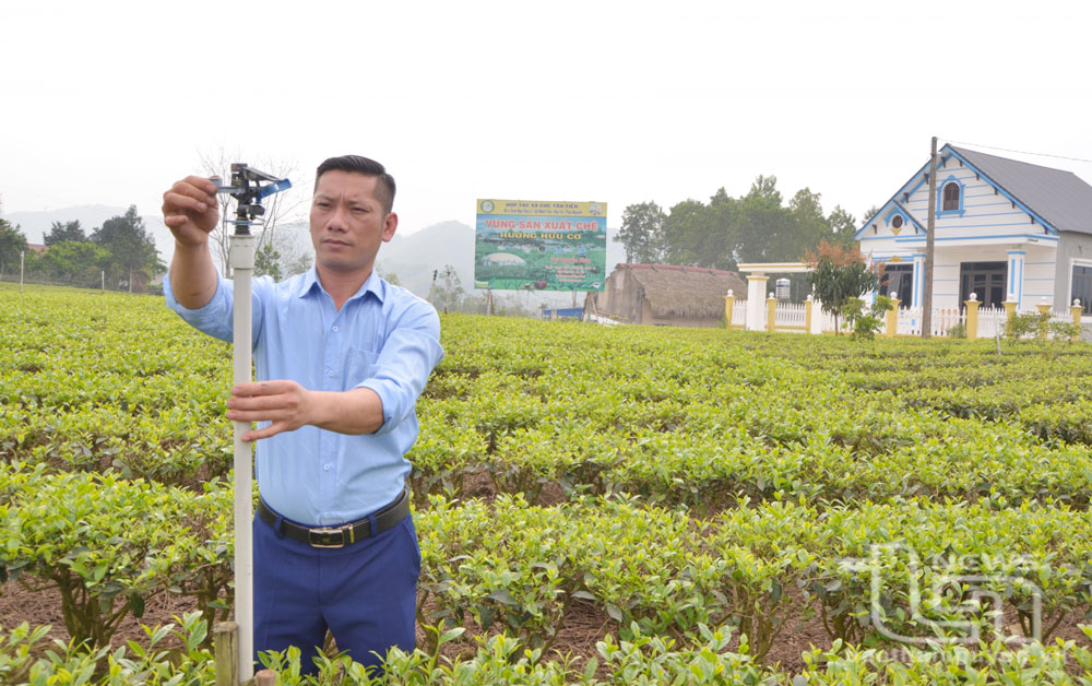Nâng hàm lượng khoa học - công nghệ trong sản xuất chè