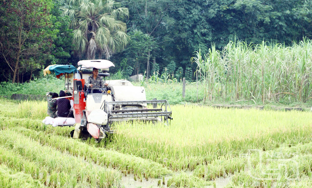 Khẩn trương thu hoạch lúa xuân, sản xuất vụ mùa