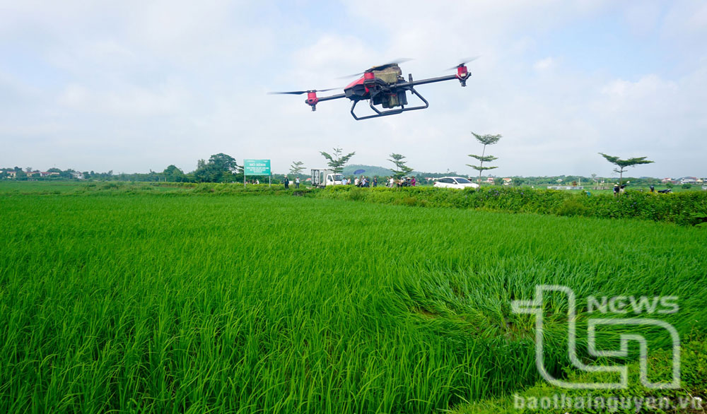 Trình diễn máy bay không người lái phun phân bón lá hữu cơ PAN