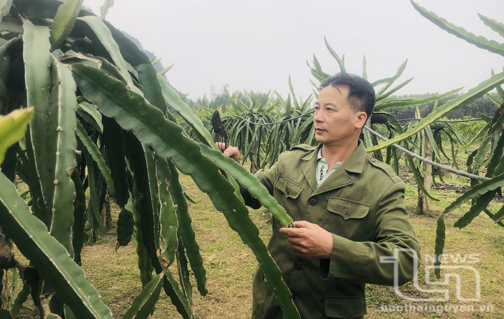 Từ nghèo khó vươn lên sản xuất, kinh doanh giỏi