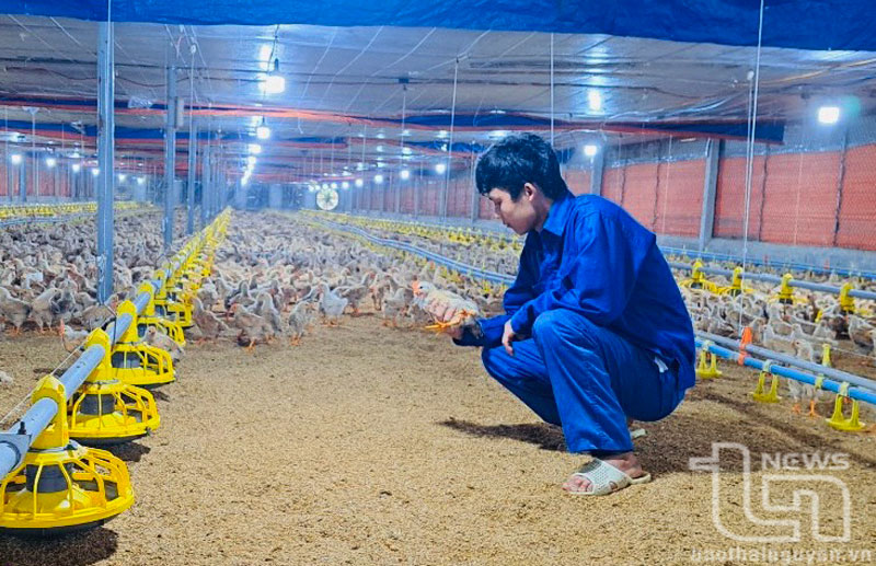 Rời phố lên núi làm kinh tế