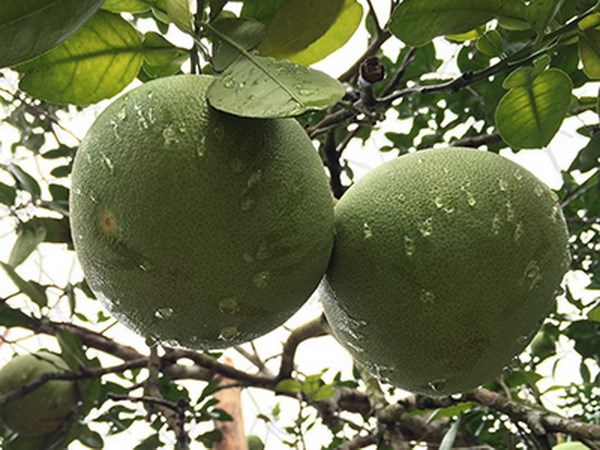 Bưởi Đoan Hùng giành 