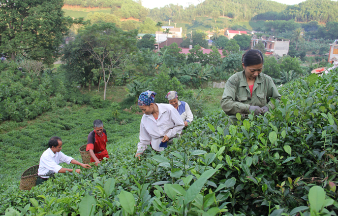 Đồng Hỷ: Hơn 160ha chè bị nhiễm sâu bệnh 