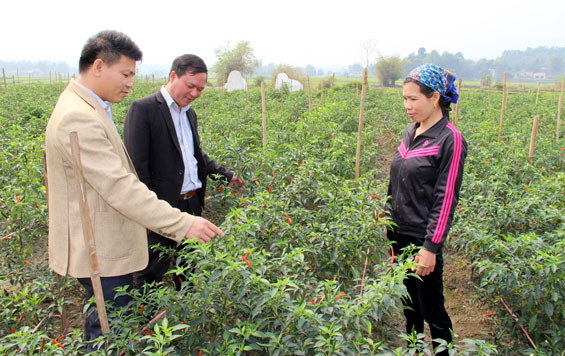 Triển vọng từ cây ớt xuất khẩu ở Định Hóa