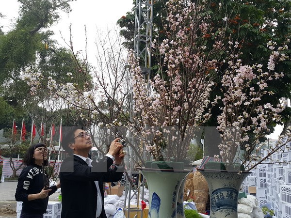 Tưng bừng khai mạc triển lãm hoa anh đào tại Hà Nội