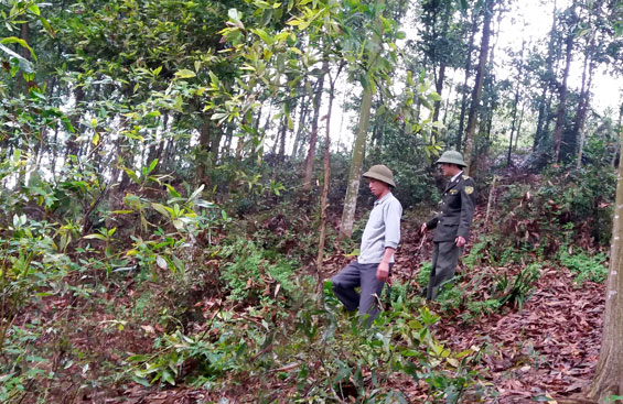 Phát huy thế mạnh kinh tế đồi rừng