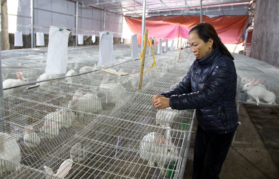 Mô hình nuôi thỏ quy mô lớn đầu tiên ở Định Hóa