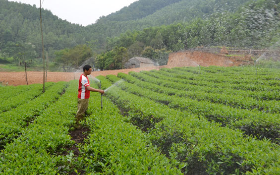 Phúc Tân từng bước chuyển mình