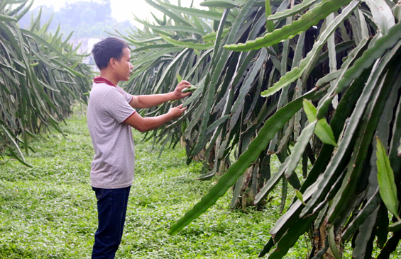 Mạnh dạn chuyển đổi cơ cấu cây trồng