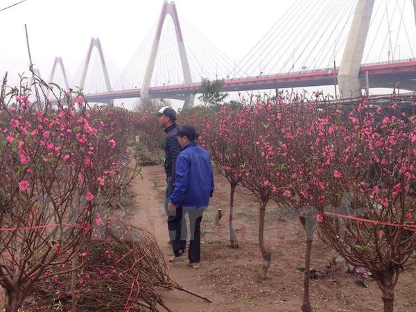 Giá đào tăng lên từng ngày, loại cành nhỏ thắp hương rất hút khách