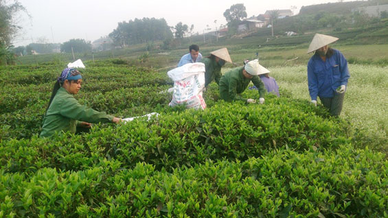 “Nguồn năng lượng” tiếp sức cho các hợp tác xã