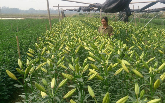 Vì mục tiêu nâng cao thu nhập cho người dân
